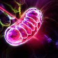 Murrang teaduses: Laserisähvatus avab parandatud mitokondrile tee rakku