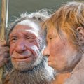 Teadlased plaanivad kasvatada laboris tillukesi neandertallaste ajusid