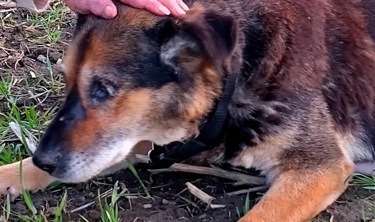 18-aastane koer leiti põllult ja tuli kliinikus magama panna