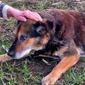 Loomapäästja murrab müüdi: vana koer ei lähe metsa surema, tema üksildane lõpp on inimese süü