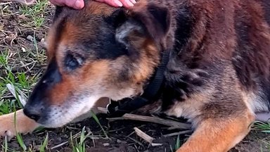 Loomapäästja murrab müüdi: vana koer ei lähe metsa surema, tema üksildane lõpp on inimese süü