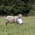 Euroopa Komisjon lubab Eesti põllumeestel erandina ökokesalt loomasööta varuda