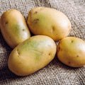 TASUB TEADA | Kas roheliseks värvunud kartulit tohib süüa?