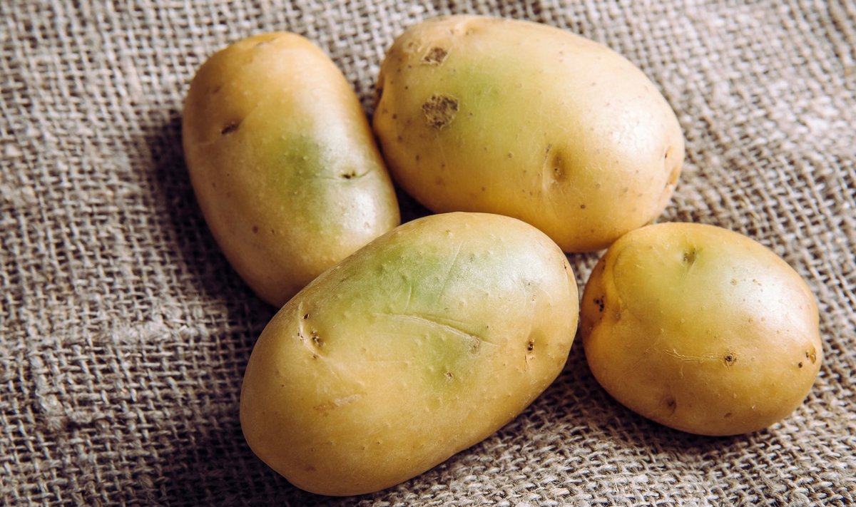 Roheline värvus tekib kartulile klorofülli toimel.