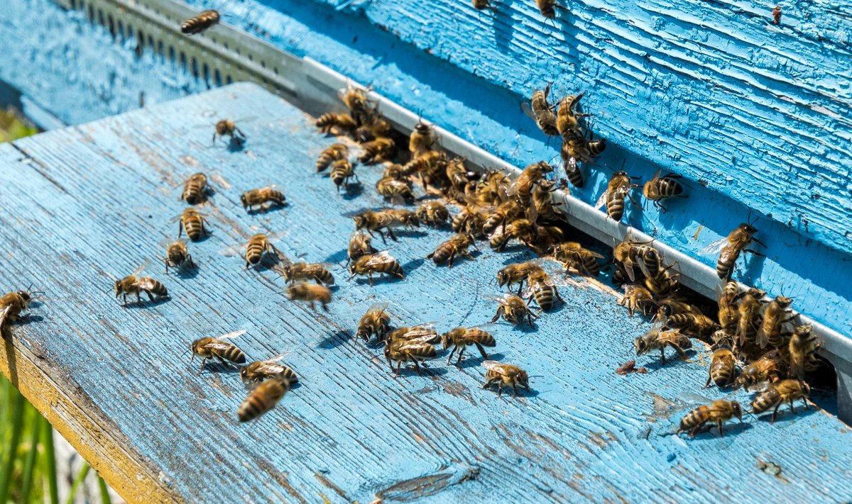Selleks et mesilased talvel ei hukkuks, tuleb ettevalmistusi teha juba suvel.