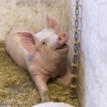 Eesti sigalates pole kaks aastat seakatku tuvastatud
