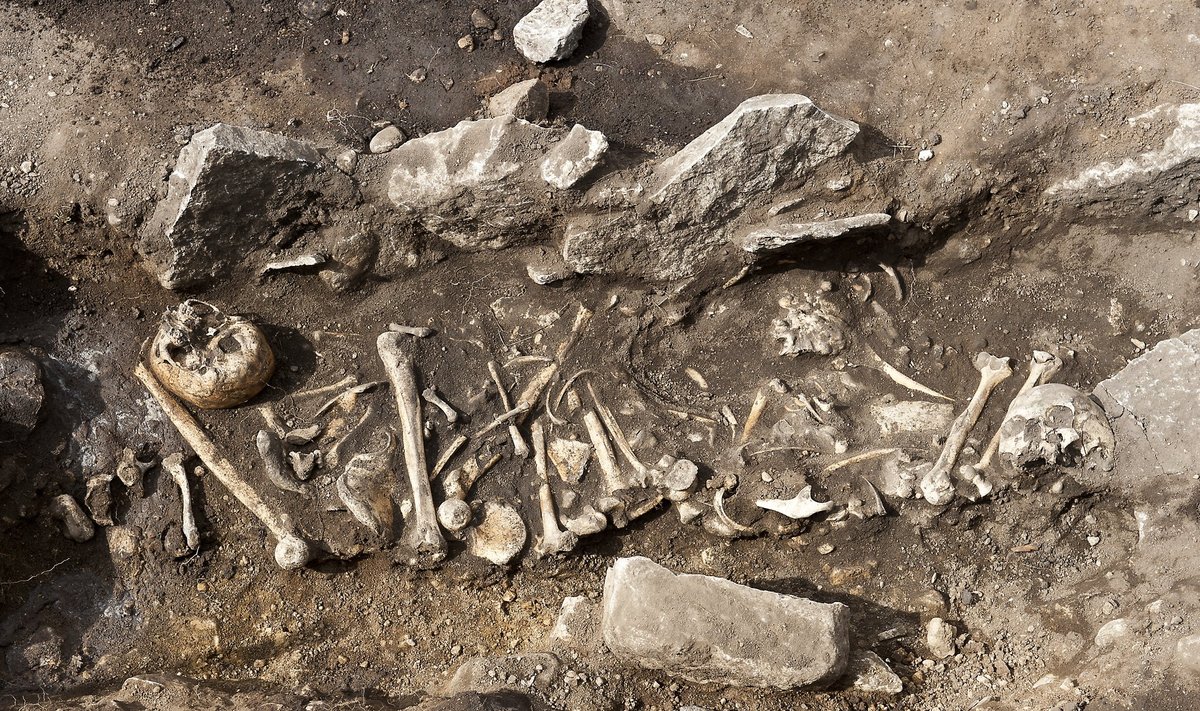 Pildil on Maidlas väljakaevamistel leitud luud. 