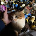ШОКИРУЮЩИЕ ФОТО | В Вильянди 18 кошек проживали в заточении в собственных испражнениях