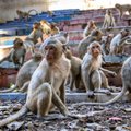 ВИДЕО | В Таиланде 3500 обезьян напали на популярный туристический город