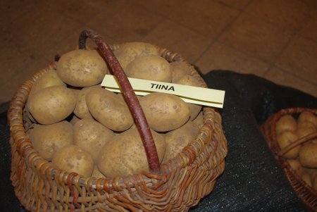 Eesti kõige uuem kartulisort on mõeldud salatite valmistamiseks.