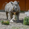 ÜRITUS | Kibibi sünnipäeva puhul korraldavad talitajad loomadele põneva avastusretke