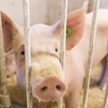 Olle Horm: lihatarbimise kasv paneb impordi vohama, kodumaine toodang vajab tuge