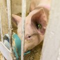 В волости Кийли обнаружена АЧС, будут убиты 2000 свиней