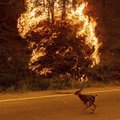 FOTOD JA VIDEO | USA kõrbeb nii läänest kui loodest: California metsapõleng kasvas päeva jooksul kahekordselt