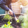Maikuu aiatööd: millal on õige aeg erinevaid taimi külvata ja istutada?