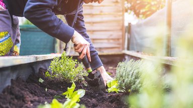 Maikuu aiatööd: millal on õige aeg erinevaid taimi külvata ja istutada?
