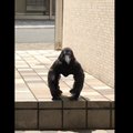 HITTVIDEO | Inimesed sattusid hämmingusse varesest, kes näeb välja täpselt nagu gorilla