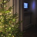Fotovõistlus “Pühad minu kodus”: Minimalistlik ja roheline jõulupuu
