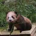 TV3 VIDEO | Imearmas! Prantsusmaa loomaaias rõõmustab külastajaid väike pandapoiss