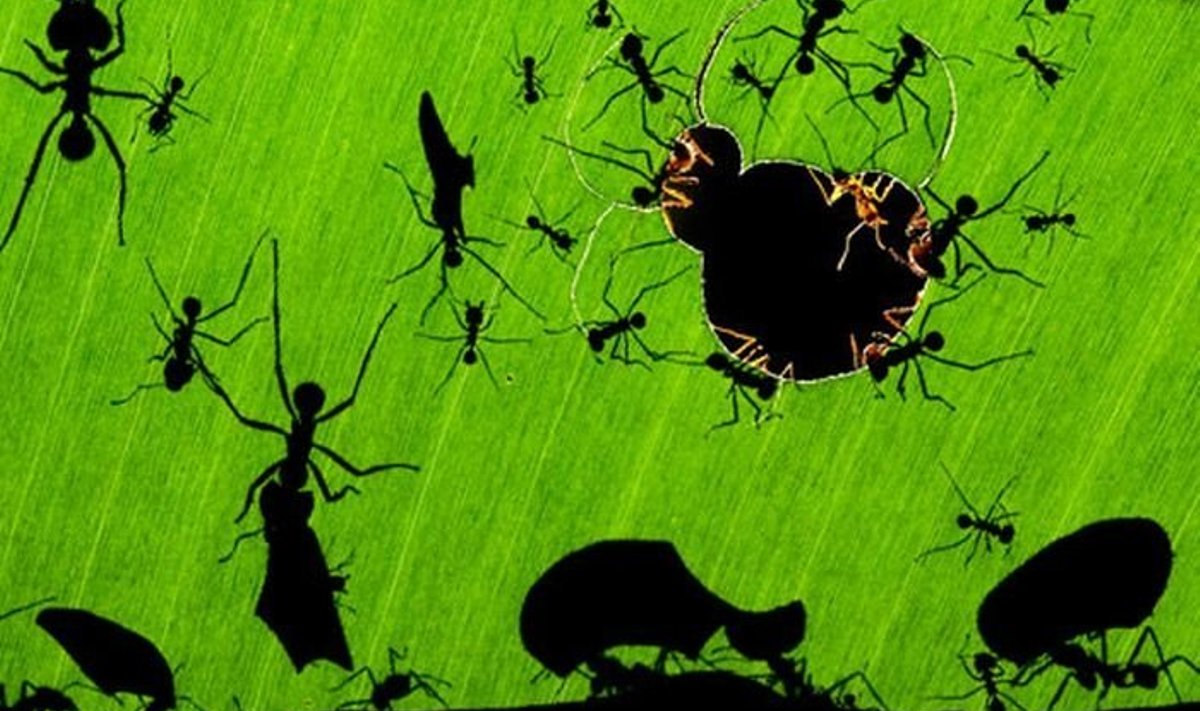 Costa Ricas ürgmetsas tehtud foto "Sipelgate ime". Autor: Bence Máté