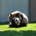 VIDEO: Nunnumeeter põhjas! Panda emme mürab oma beebiga