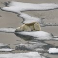 Uuring: Arktikas võib merejää suvedeks kaduda juba järgmisel kümnendil 