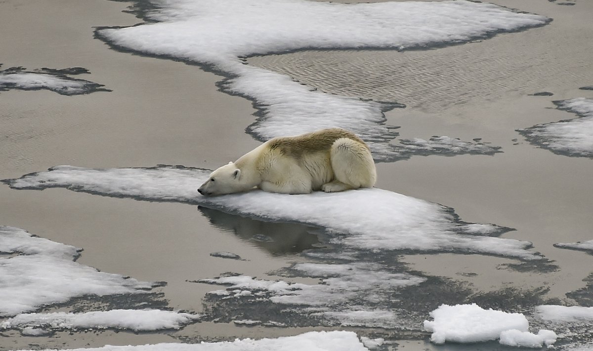 Arktika merejää on elutähtis sealsetele elanikele, näiteks jääkarudele. 