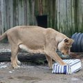 ÜRITUS | Aprillis saab loomaaias näha, kuidas käib suurte kiskjate söötmine