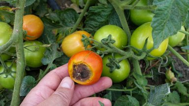 Hahkhallitus ja kedriklest ründavad kasvuhoonetaimi. Tomatitel on tumedad laigud. Mida ette võtta?