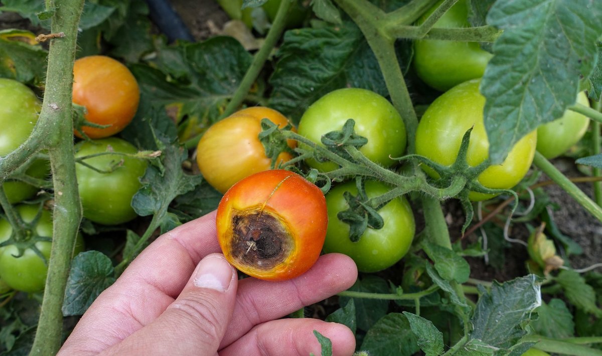 Kui tomatitele tekivad sellised tumedad ja sissevajunud laigud, siis on tegu viljatipumädanikuga.