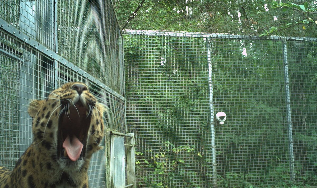 Tallinna loomaaia amuuri leopard Alexei