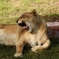 Naljakad FOTOD: Vaata, kuidas palderjanist "purjus" lõvid jõulupakkidega hullavad