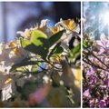 FOTOD │ 256 liiki õitsvaid rododendroneid Baltikumi suurimas rodopargis