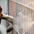 9 levinud müüti: mida kujutavad endast loomade varjupaigad tegelikult?