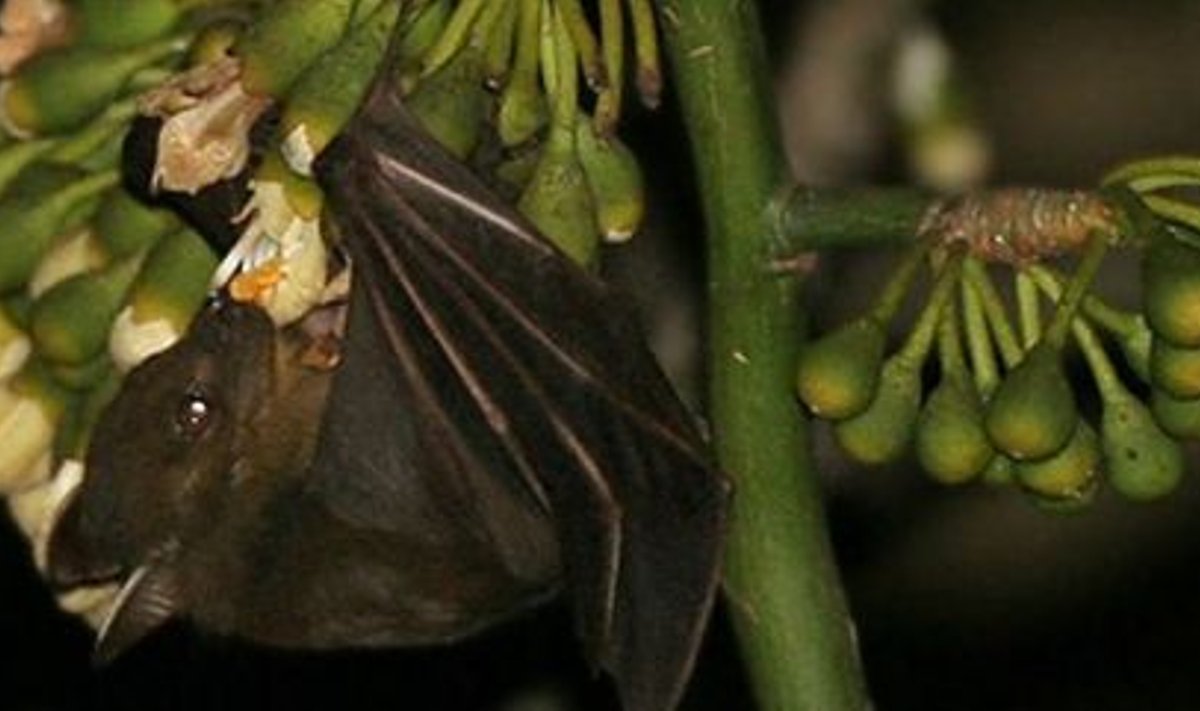 Banaani-mopstiibur. Foto: Wikipedia