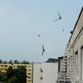 Инспекция окружающей среды начала производство в отношении лиц, замуровавших птиц в стене многоэтажки