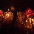 В Англии ревень выращивают и собирают при свечах. Зачем они это делают и что в итоге получается?