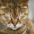 Tunded ja emotsioonid: kas kassid on suutelised kurbusest lausa nutma?