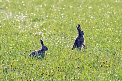 Солнечные зайчики – зайцы-русаки в полях ранним утром