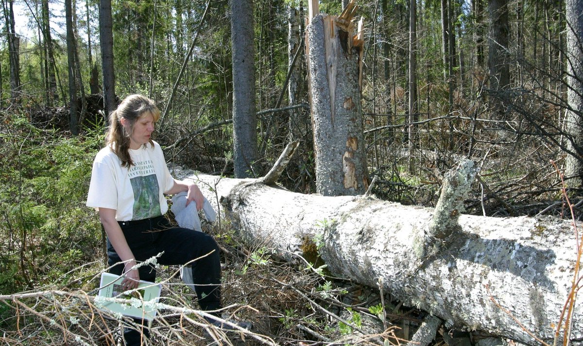 Anneli Palo sõnul tähendab looduslikkus seda, et metsas leidub nii elus kui surnud vanu puid, lamapuitu ja murdunud tüükaid, viimastel aastakümnetel ei ole metsa hooldatud või on selle jäljed vähemärgatavad. Kuid ka nooremad, tavaliste metsaliikidega metsad võivad olla kaitset väärivad metsaelupaigad, piisab, kui seda asustavad rähnid või turbasamblad.