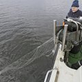 В оставленных в Чудском озере сетях гибнут сотни тонн ценной рыбы