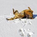 Ära usu: need 6 levinud müüti koerte ja lume kohta ei pea paika