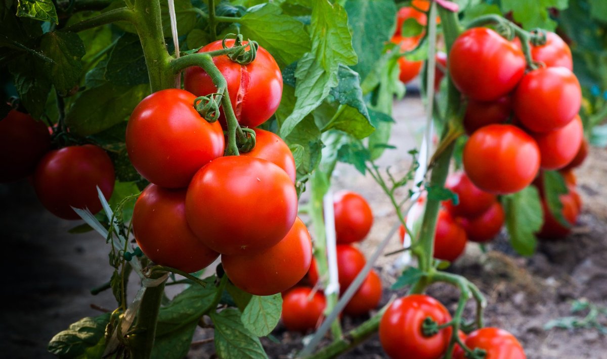 Mida teha, kui tomatid lõhenevad?