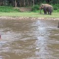 Hämmastav VIDEO: Elevant näeb vees hädas olevat meest ja kiirustab appi