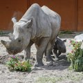 В Таллиннском зоопарке умер и второй носорог