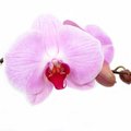 LUGEJA KÜSIB: Miks on orhideepotid läbipaistvad?