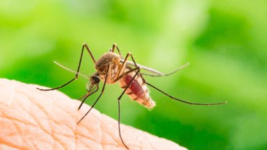 Латвийские ученые создали вещество, которое позволит лечить малярию