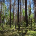 TEADUS | Kuivendamine suurendas metsa süsiniku tagavara