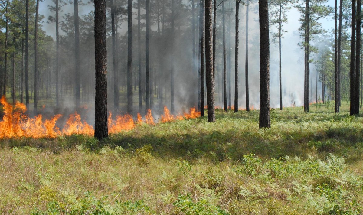 Kontrollitud pinnatuli pikaokkalise männi metsas.