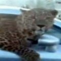 VIDEO: Audi TT aknast vaatab välja elus leopard!?